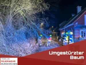 Mehr über den Artikel erfahren Umgestürzter Baum